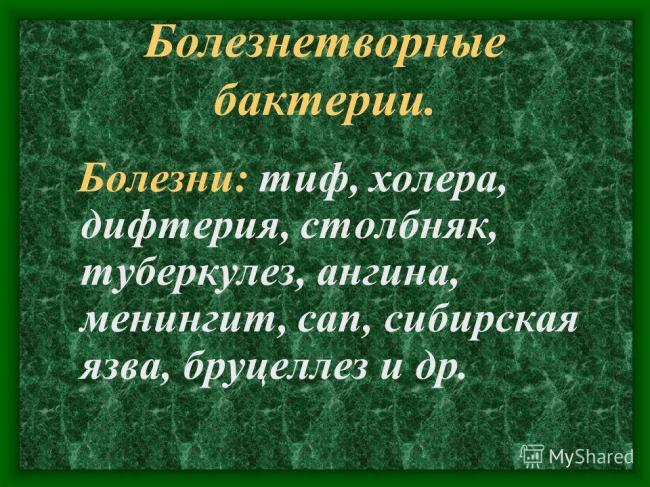 Урок биологии в 6 классе "распространение бактерий. значение бактерий в природе и жизни человека"