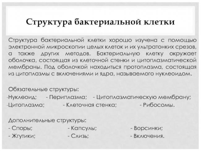 Все о цитоплазме клетки: химический состав, физическая структура и строение, основные функции