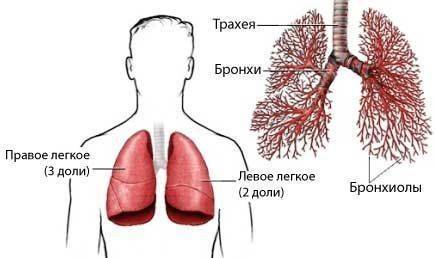 Кашель с кровью – причины и лечение, если отхаркивается с прожилками