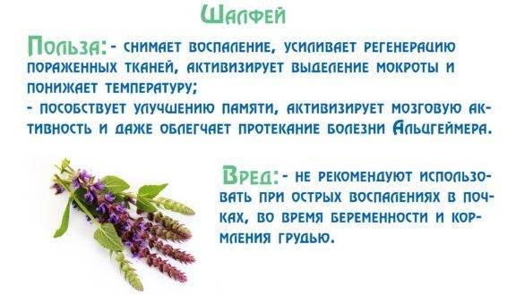 Методы лечения хронического тонзиллита дома