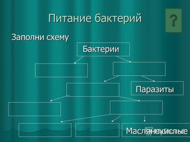 Какие бактерии являются возбудителями заболеваний растений, животных и человека