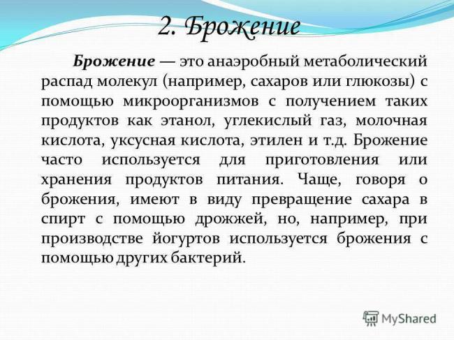 Самые полезные бактерии и их названия