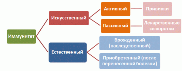 Лучшие препараты для иммунитета взрослым и средства - повышающие уколы и список таблеток для поднятия и повышения