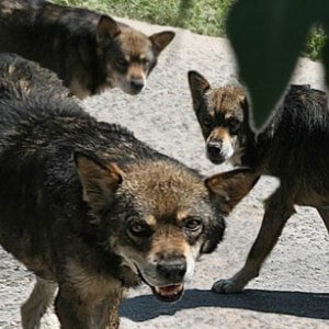 Применение таблеток изониазид для собак – инструкция