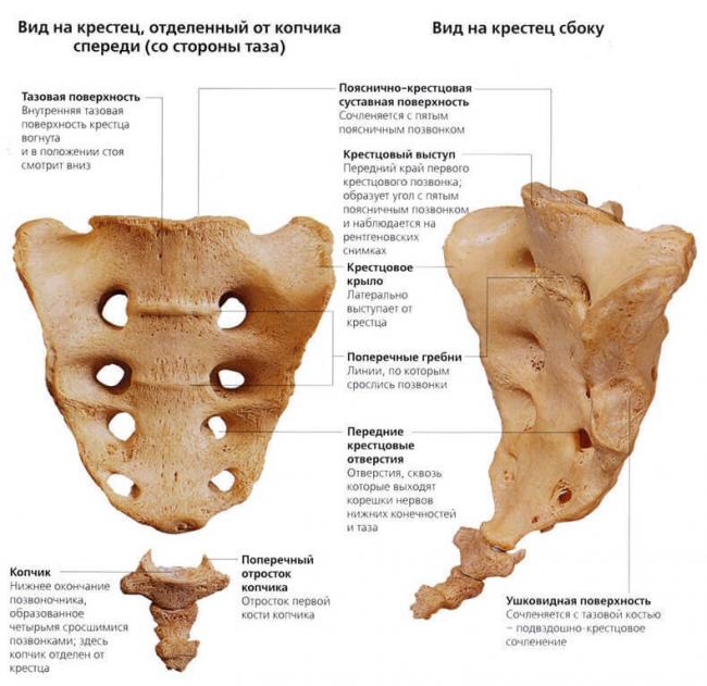 Кокцигодиния копчика: симптомы, лечение, упражнения, препараты — симптомы