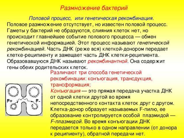 Рост и размножение бактерий