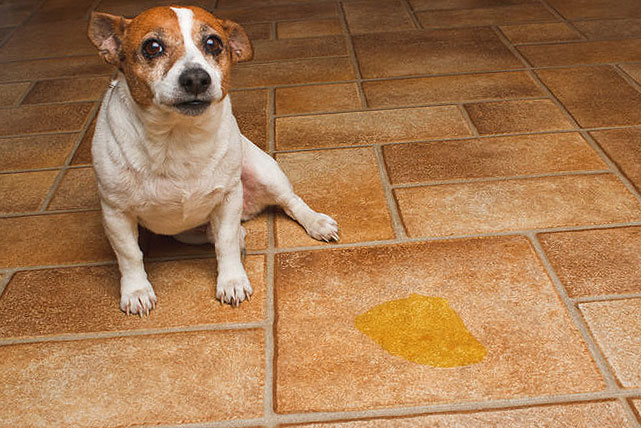 Подробная инструкция по применению пропалина для собак, а также отзывы о нем