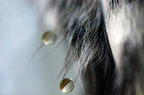 "пропалин" для собак: аналог, инструкция по применению, состав и отзывы