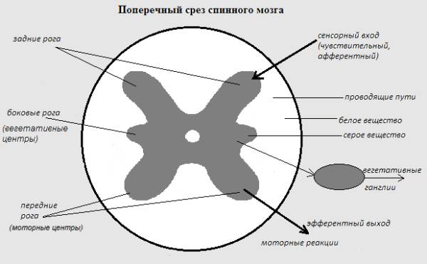 Отделы позвоночника человека за что отвечает каждый позвонок
