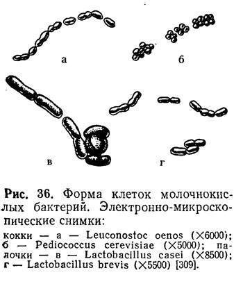 Молочнокислые бактерии - lactic acid bacteria - qwe.wiki