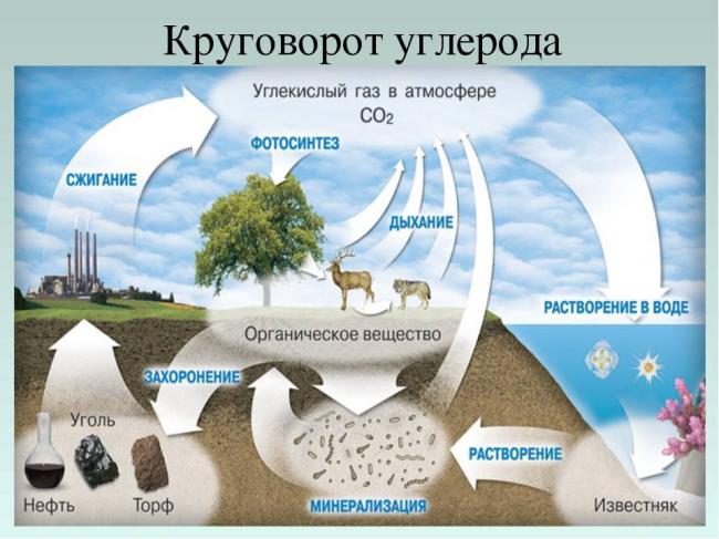 Распространение и значение бактерий в природе