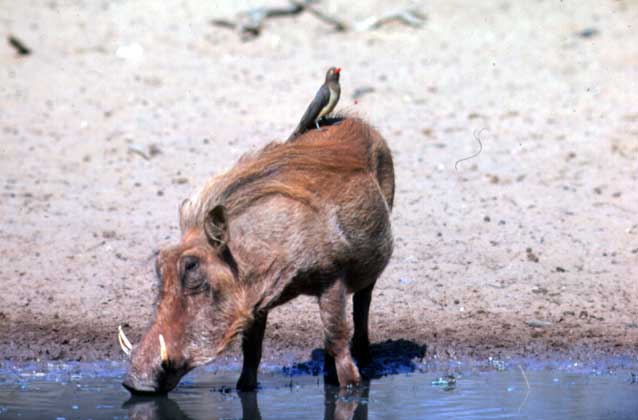 Клубеньковые бактерии - значение в природе. функции азотфиксирующих бактерий и их взаимодействие с растениями
