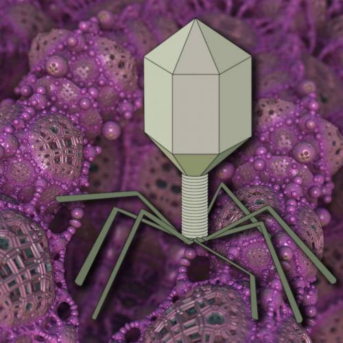 Какие бактерии в кишечнике человека