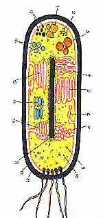Новые открытия в строении клеток прокариот: что бактериальные клетки имеют в своем составе?