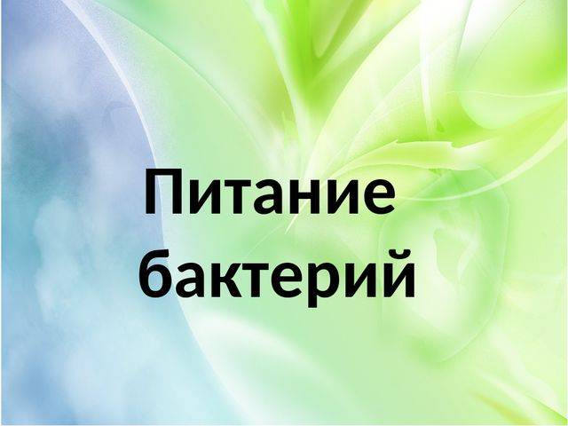 Изучаем родословную бактерий: это животные или растения?
