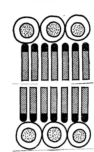 Новые открытия в строении клеток прокариот: что бактериальные клетки имеют в своем составе?