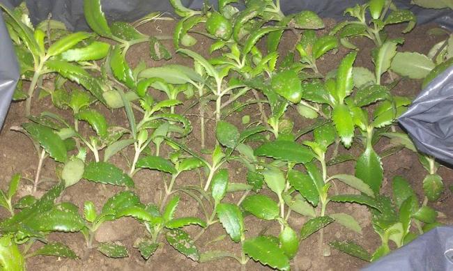 Как капать каланхоэ в нос ребенку?