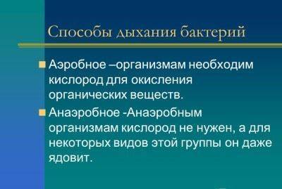 Размножаются бактерии путем деления и делают это очень быстро