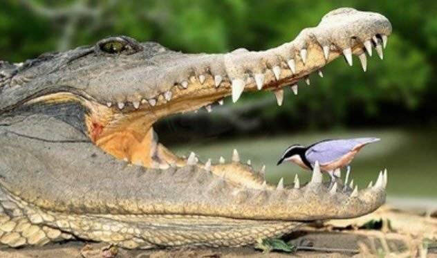 Симбиотические бактерии - symbiotic bacteria