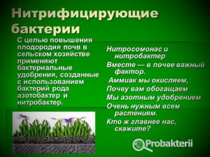 Группа молочнокислых бактерий: их физиолого-биохимические особенности, практическое значение, характеристика патогенных представителей молочнокислых бактерий