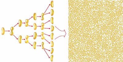 Размножаются бактерии путем деления и делают это очень быстро