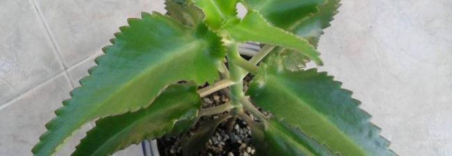 Каланхоэ при насморке у детей