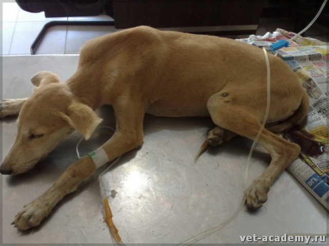 Отравление собаки изониазидом – что делать?