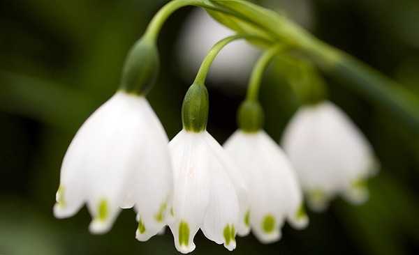 Ландыша травы настойка