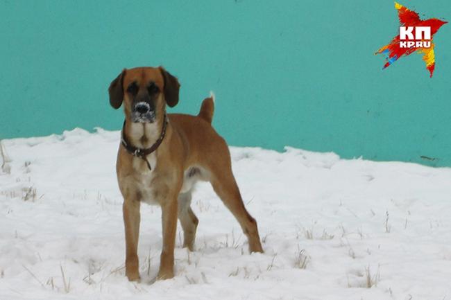 Признаки отравления собаки: изониазидом и правила первой помощи