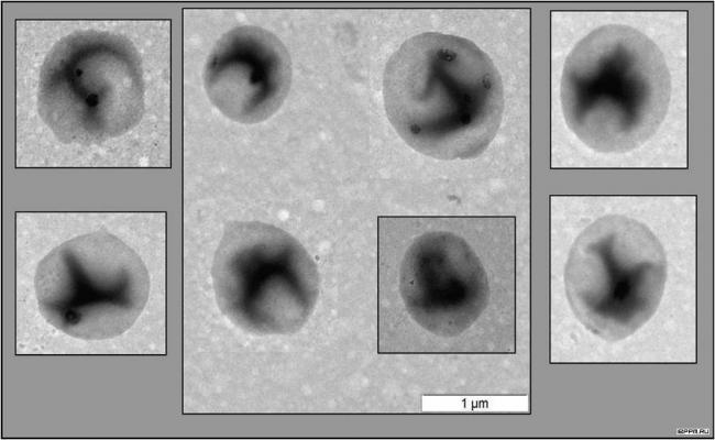 Тинкториальные свойства