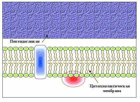Ультраструктура бактериальной клетки