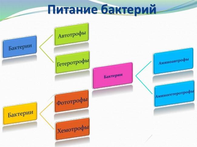 10 фактов о том, как паразиты, вирусы и бактерии помогают людям