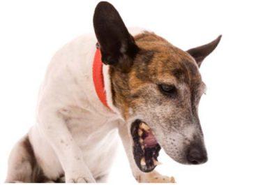 Чем догхантеры травят собак: список самых опасных ядов