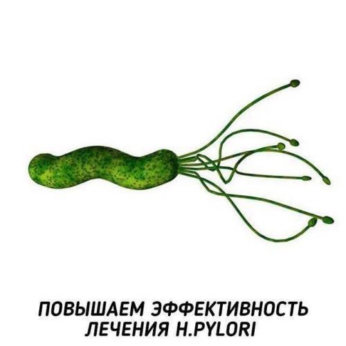 Бактерия хеликобактер пилори в желудке: причины появления