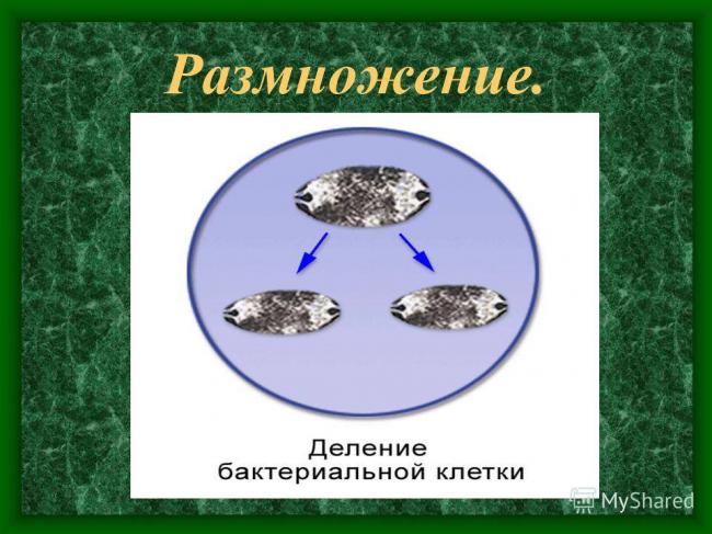 Урок биологии в 6 классе "распространение бактерий. значение бактерий в природе и жизни человека"