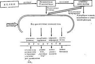Круговорот азота в природе. свойства азота. роль азота в природе