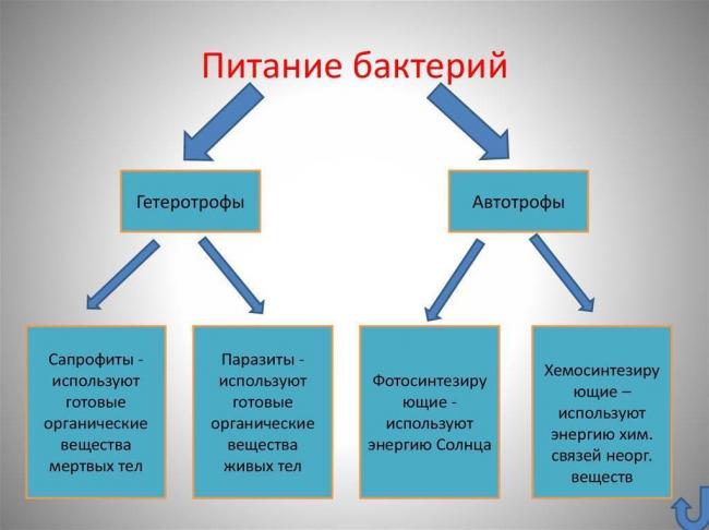 Бактерии-паразиты: виды и чем они опасны