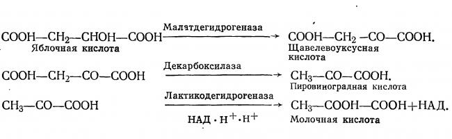 Бактерии и вещества в продуктах питания: полезные и не очень
