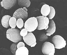 Бактерии и вещества в продуктах питания: полезные и не очень