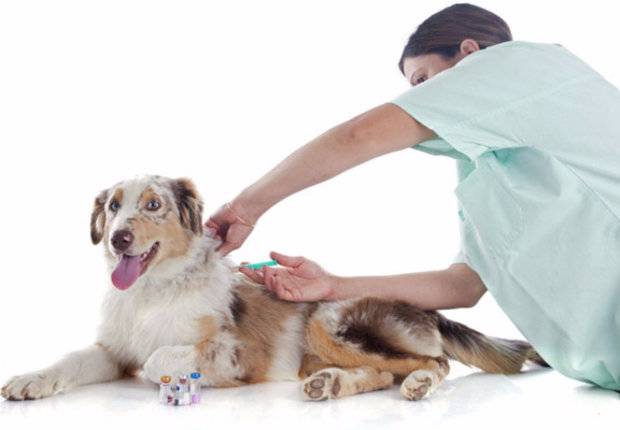 Как делать уколы Флексопрофен собаке инструкция и дозировка