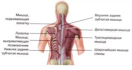 Как расслабить мышцы спины: лучшие способы + комплекс упражнений