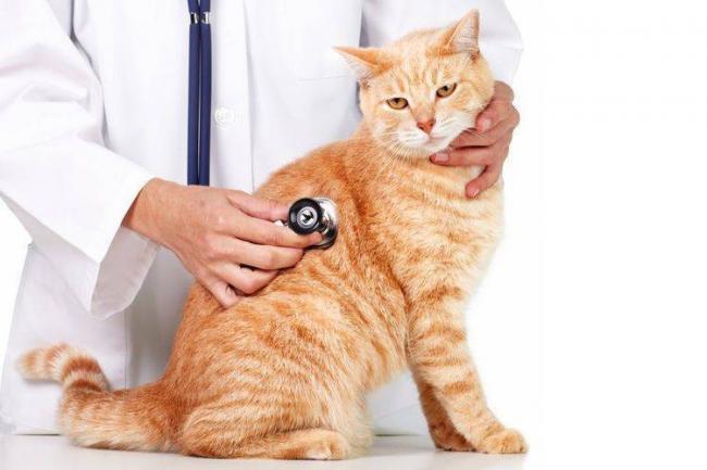 Глобфел-4 для кошек защита питомца от серьёзных инфекций