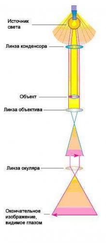 Новые открытия в строении клеток прокариот: что бактериальные клетки имеют в своем составе?