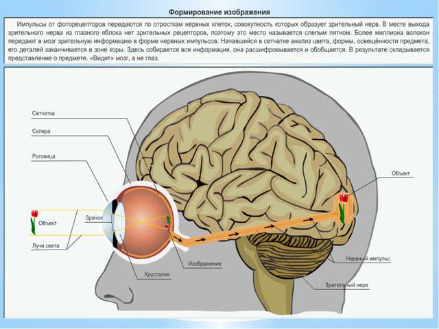 Бактерии – незаметные труженики, без которых невозможна жизнь на земле: каково их значение в природе?