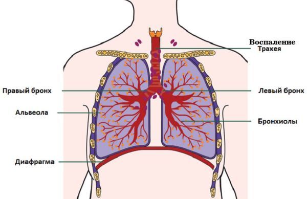 "флуимуцил" (600 мг): инструкция по применению, показания, состав, аналоги, побочные действия, противопоказания