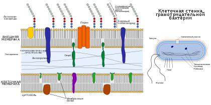 Бактерии. строение бактериальной клетки. формы. фото