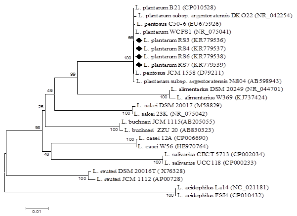 Принципы группирования молочнокислых бактерий-симбионтов человека