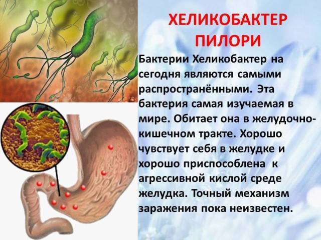 Какие полезные, а какие неполезные бактерии для человека