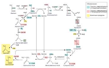Роль бактерий в жизни человека