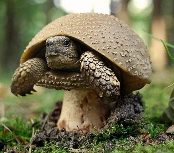 Симбиотические бактерии - symbiotic bacteria - qwe.wiki